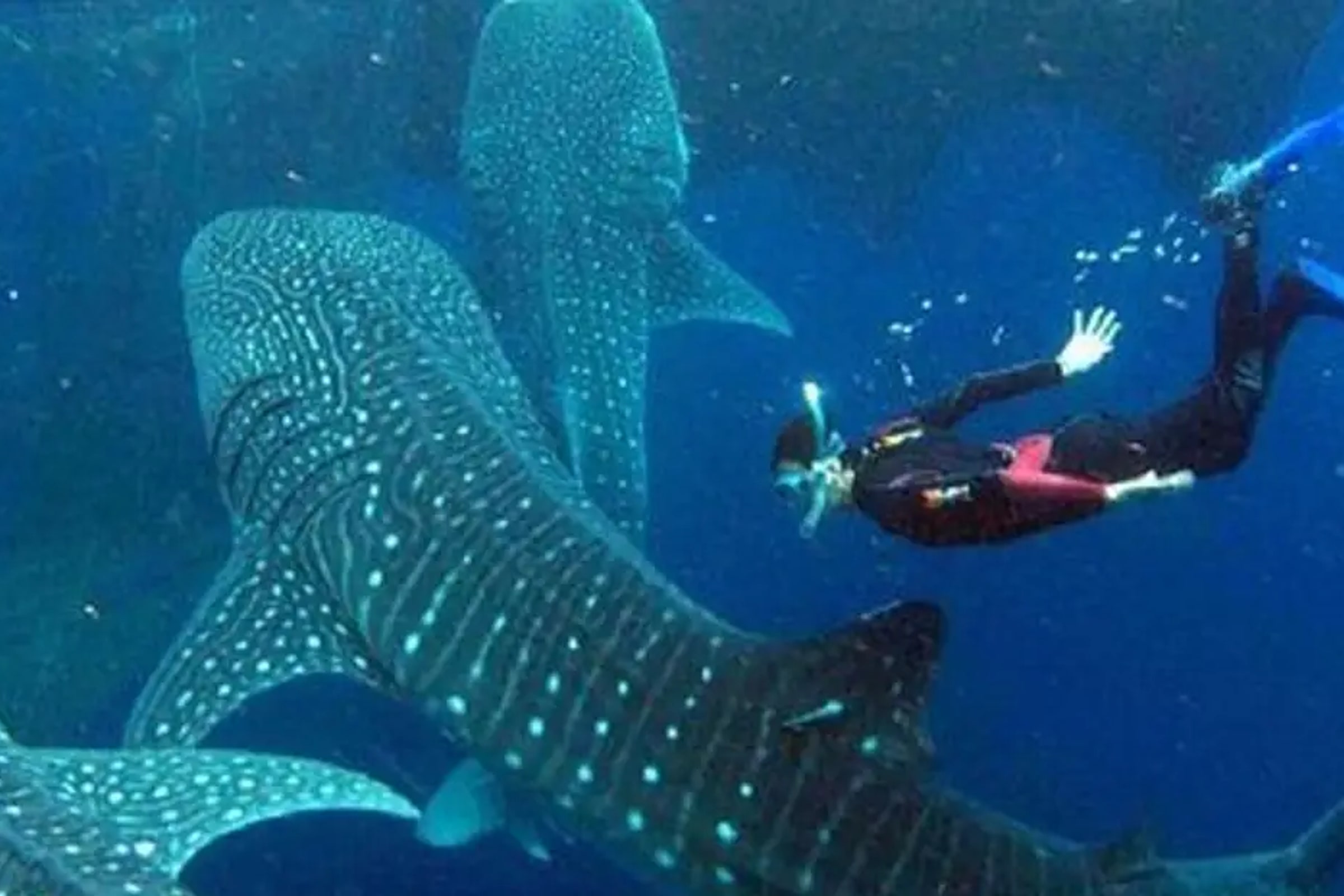 Whale Shark with Tumalog Falls & Sumilon Sandbar